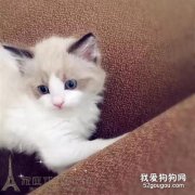 布偶貓幼貓如何飼養 飼養布偶貓幼貓要注意什么