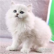 波斯貓怎么養 需要注意的是什么