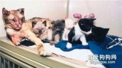 貓媽媽詮釋的"母愛",看哭了數十萬網友…