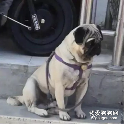 一群小姐姐圍著狗子狂擼，旁邊的汪丑到崩潰，笑噴