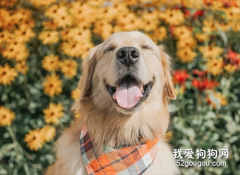 狗狗老了之后我才發現，原來養狗時的快樂都是偷來的...