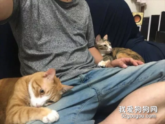 網友表示家里的兩只貓非常黏人，每天都得這樣黏著，好無奈！