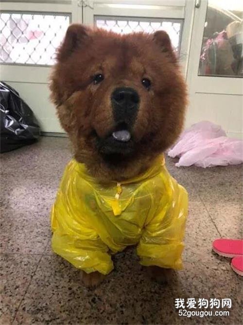 主人买了件儿童雨衣给松狮穿上，它却满脸问号：为什么大家在看我！