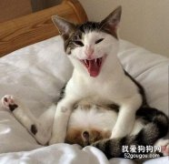 你家狗狗，知道自己絕育了嗎？