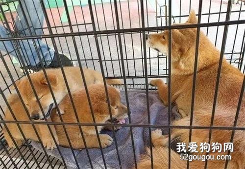 好心人去救助流浪狗一家，結果被兩個寶寶給萌翻了！