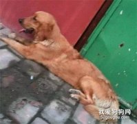 被拋棄后，它親手結束了自己的生命...