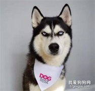 妹子得了抑郁癥，于是家人就送她一只哈士奇，沒想到血壓居然升高了！