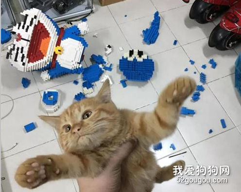 鏟屎官拼裝巨型機器貓，被橘貓看到后：這家只能有一只貓！