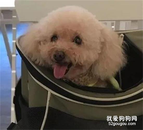 小泰迪忽然沒呼吸嚇壞主人，但醫生的話讓所有人笑噴！