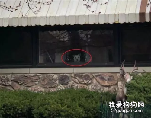 狗狗堅持11年趴在窗前等主人，11年后狗狗去世，窗前再無那個身影