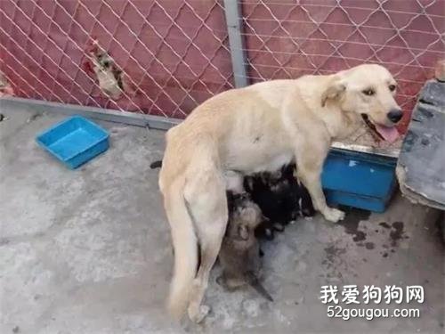 喂完狗媽媽和9只小狗仔，離別時狗媽媽卑微的姿態，讓我泣不成聲