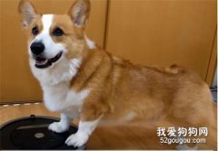 把柯基寶寶放在奶奶家兩個月，回來以后我就后悔了
