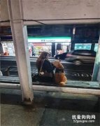 柴犬堅持陪夜歸姐姐等車，主人看到后吐槽：它專門喜歡漂亮女生！