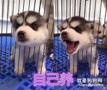 同樣是“養二哈”，自己養vs父母養，看到爺爺養的：新品種？