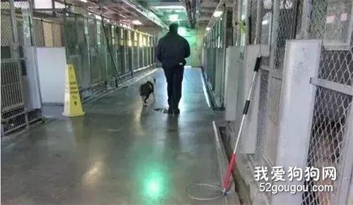 “沒人領養的流浪狗終走向安樂死室，不吵鬧也不掙扎.....”