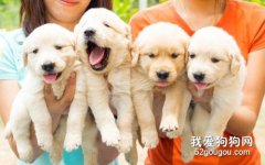 狗狗皮屑嚴重是什么原因？