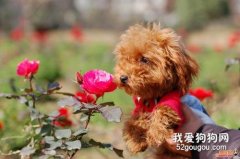 狗腹水癥狀表現 狗狗腹水該如何治療