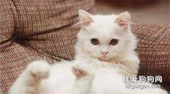 波斯貓起源于哪個國家 波斯貓的性格特點
