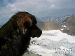 狗狗在臨死之前，救了它的主人和其它三條狗狗！