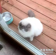 主人搬家，丟棄養了3年的布偶貓，貓咪挨家討吃，遇見她才停止流浪