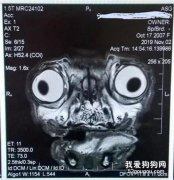 主人帶狗狗去做MRI檢查，結果照片一出來都嚇呆了：這是外星人吧！