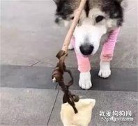 為了消磨二哈的精力，主人在它頭上綁肉，下一秒卻被它智商打臉