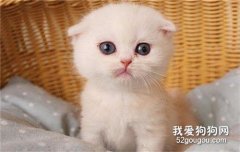 怎么看貓是否得了傳腹？ 貓傳腹的傳播途徑