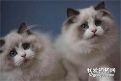 布偶貓尷尬期多久過去?