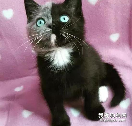 猫咪长着半灰半黑的阴阳脸，神秘又好看
