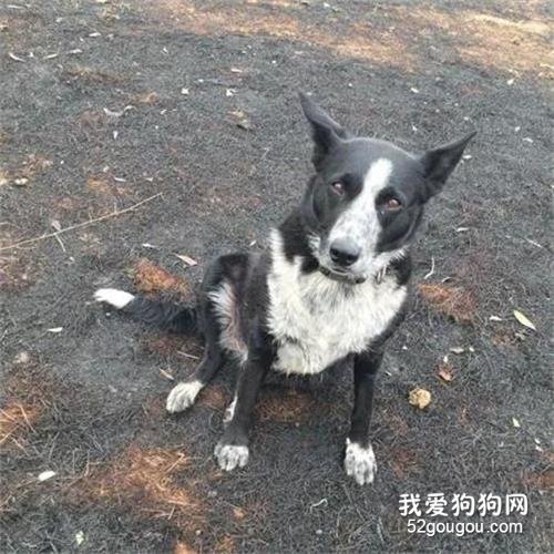澳洲野火襲來，6歲牧羊犬冷靜指揮，成功幫主人救回千只綿羊！