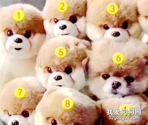 幾號小狗是真的？幾乎沒人看出來，看出來的都是好眼力高智商