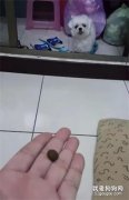 貪吃狗子錯把兔子便便當狗糧，主人告訴它時，它的反應太逗了！