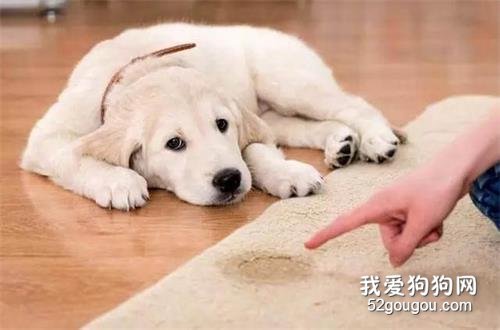 教導狗狗定點大小便總失敗的七個常見原因