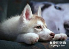 剛帶回家的狗狗怎么知道是否健康？