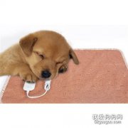 冬天幫狗狗防寒取暖可以試試這幾種方法