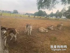 為保護60只哈士奇，男子被野火圍困，卻拒絕上直升機！