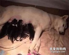 網友家的田園犬懷孕了，可沒想到居然生下了一窩哈士奇，笑噴!