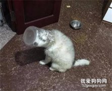 網友：我家這狗子還能要嗎？在線等，急！