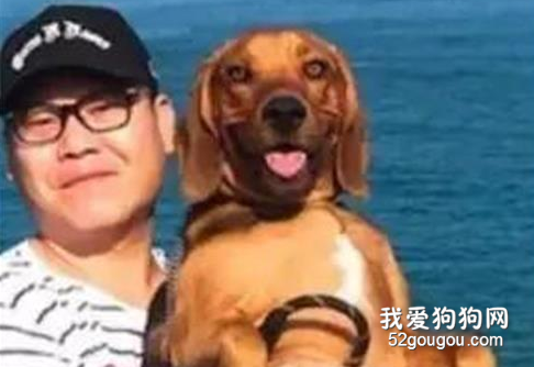 小奶狗一年秒變“巨無霸”，這超強發育，爸媽承受不起啊！