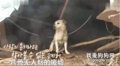 主人遇到泥石流，狗子為了救主人而失去了自己的狗寶寶