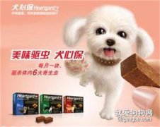 犬心保和拜寵清的區別 選擇哪個更安全有效？