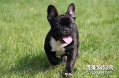 法斗鼻子干是什么原因 是犬瘟嗎？