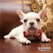 法斗晚上叫的解決方法