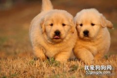 金毛拉稀怎么辦 這些方法你要試試