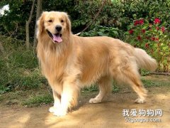 金毛腿突然瘸了怎么治療?