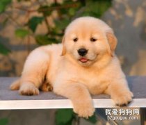 金毛一天喂幾次 這些你知道嗎？