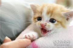幼貓感冒癥狀 千萬別和疾病混淆