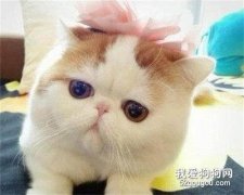 幼貓打疫苗前注意事項