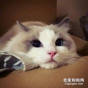 布偶貓不能吃什么 有哪些應謹慎喂食的？