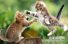 兩只公貓打架處理辦法 千萬不要貿然拉開